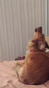 26K views · 43 reactions | Just a back up alarm if you don't wake up on time. | Rumble Dogs | Facebook