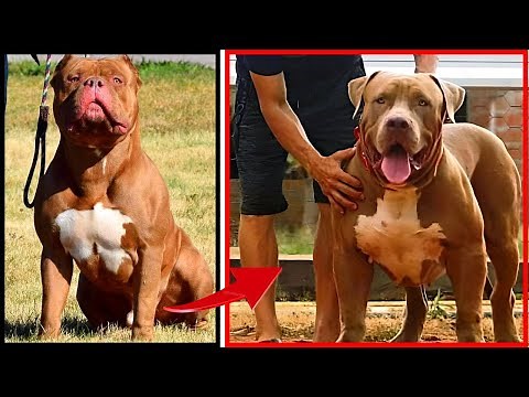 Você vai querer ter um Pit Monster depois desse vídeo!!! [10 motivos para ter um Pit Monster]