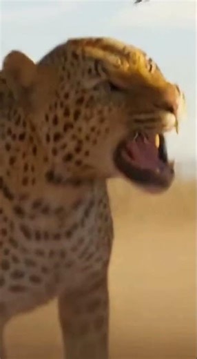 ⚡🐆Irish Wolfhound vs Snow Leopard!Who is the Fiercest Warrior of the Savannah? #Leopard #wildlife