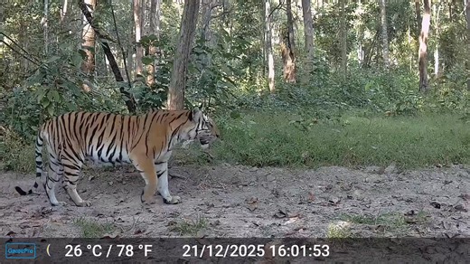 มีเสือตัวไหน สบายอก สบายกาย กว่าแม่อภิญญา อีกมั้ย #อภิญญา | Thailand Tiger Project DNP