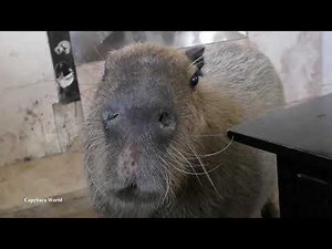How Capybaras Communicate with Humans