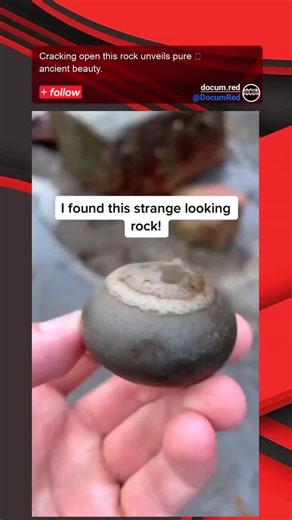 docum on Instagram: "Here's what they're not telling you about seemingly ordinary rocks: sometimes, they're perfect time capsules. What we see starting as a simple, rounded stone is actually a concretion, a geological formation where mineral cement precipitates around organic matter, like a shell or bone. The real story behind this moment is the reveal of an ammonite, an ancient marine mollusk that thrived in Earth's oceans for hundreds of millions of years before going extinct with the dinosaur