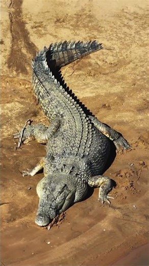 Crocodiles Have The Strongest Bite 🐊