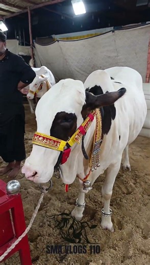 stunning standing position || maweshi mandi #cow #cattlefarm #animals