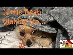 Adorable Puppy Dog Morning Routine | Cute Chorkie Waking Up | Chihuahua Yorkie Adventures