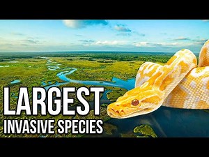 Ranking the 8 Most INVASIVE Species in Every Ecosystem