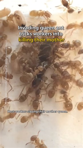 You might have heard that ant colonies follow a queen—but did you know these queens can be dethroned? A new study has documented the queen of one ant species dethroning the queen of another. The usurper accomplished this by tricking the worker ants into killing their own mother queen, then taking over as the new ruler of the colony. It’s a form of matricide that’s both dramatic and unusual in nature, leaving scientists with many questions about how and why it happened. Learn more about invading 
