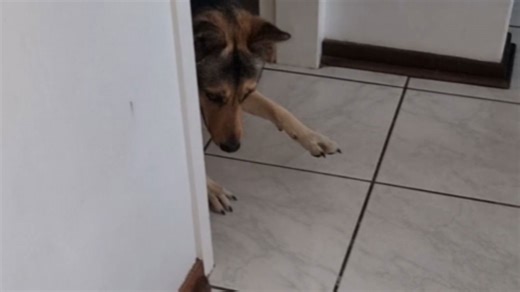 Adorable German shepherd is fascinated and afraid of the vacuum cleaner hilarious reaction