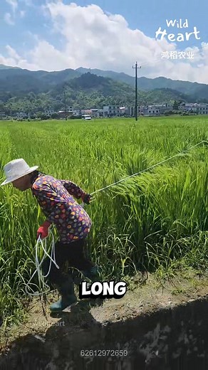 203K views · 4.8K reactions | Rope Pollination for Hybrid Rice #ricefarming #pollination #hybridrice #farminglife #agriculture | Wild Heart | Facebook