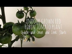 Red Robin Tomato Grown Indoors Update plus Onion and Leek Seed Starts