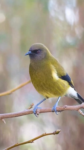 83K views · 1.6K reactions | Feel the bird sound  The New Zealand...