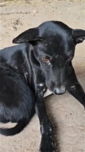 The mother dog is nursing her puppies.