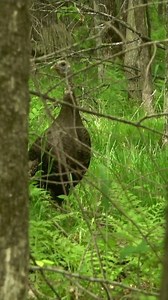 770K views · 15K reactions | Vocalizations most hunters have never heard. 旅 #shanesimpsonhunting #turkeyhunting #turkeycalling | Shane Simpson | Facebook