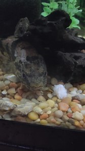 Ohio Fish Rescue on Reels