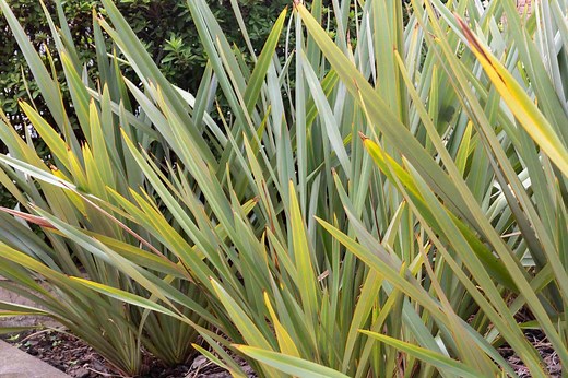 Growing the Spiky, Spectacular New Zealand Flax