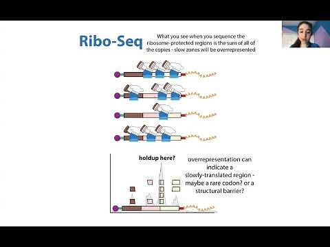 Ribosome footprinting (aka profiling aka Ribo-seq) & polysome profiling - an overview & comparison