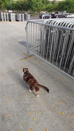 Splatter and the opps are cool with each other