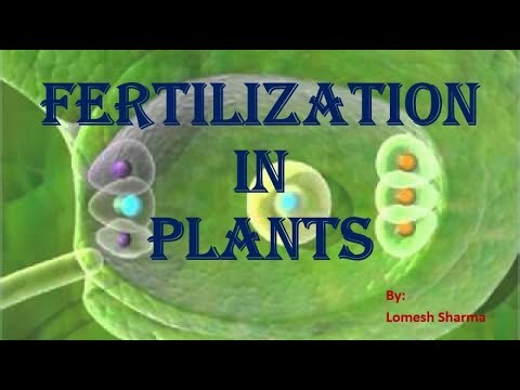 FERTILIZATION Process in Plants