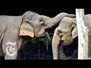 Elephant Empathy | ScienceTake | The New York Times