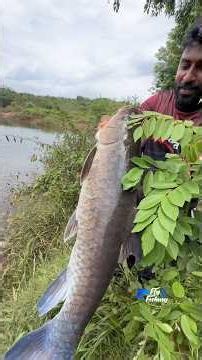 Wow, what an incredible catch on the hook! Fishing with seethetravel #fishing #fish