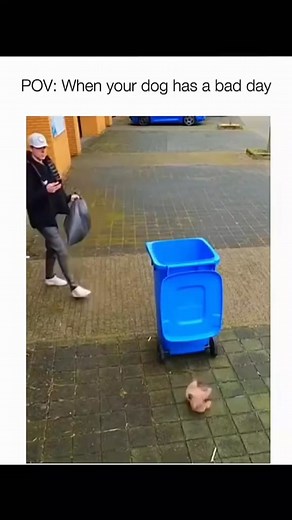 1.8K views | Funny dogs doing what they do best bringing joy to your feed  #PupLaughs #DogFun | Bogg Fun | Facebook