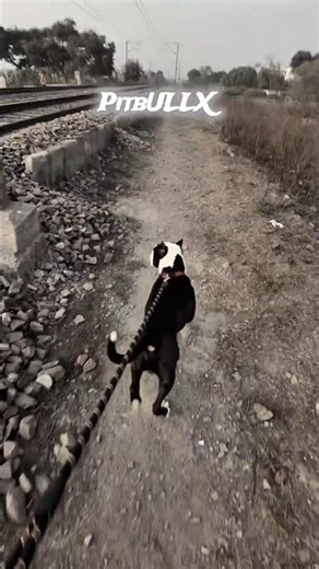 kirdar ka mazbut hona bhi || #curlybo1 #americanbully #viral #shortvideo