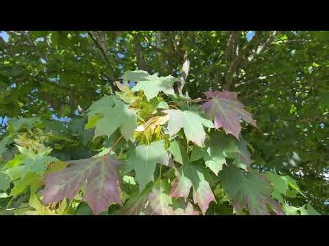 Norway maple - leaves & samaras / fruit - September 2025