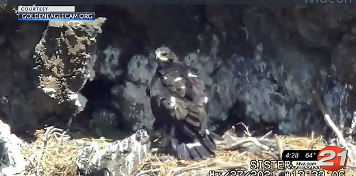 On live Whychus Creek golden eagle nest cam, you can watch parents, eaglet