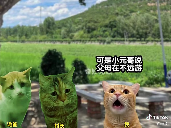 奇妙无敌 3#猫meme #catmeme #搞笑 #抽象