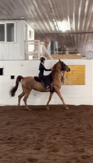 Most likely showing WTC this year and I’m scareddd 😭😭 but I had such a good ride today I’m proud of myself ☺️