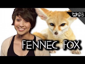 Fennec Foxes Make Terrible Pets