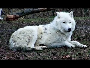 The White Wolves of Toronto Zoo | Wildlife Compilation