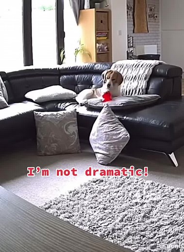 Funny Dog Videos Compilation | Dogs of TikTok
