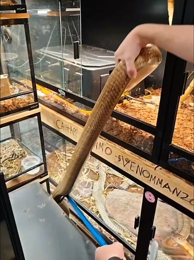 This is my biggest venomous snake. A large male king cobra as he tries to help himself out of the enclosure for a side quest #venomman20 #kingcobra #snake #biggestsnake #cobra