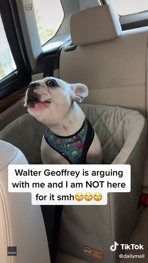 He just wanted to go to the park 🤣🤣 Credit: Storyful/ Walter Geoffrey the Frenchie #frenchbulldog #funny #viral #beentheredonethat #talktome