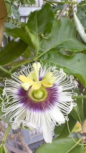 First Time Seeing a Passion Fruit Flower Bloom! 😱 Rare Garden Moment #youtube #shorts