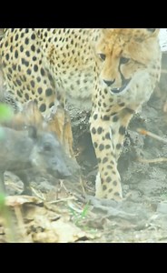 #reelsfypシ #reelsfb #fypシ゚ #Leopard #Cheetah #Cat #Kittens #Animal #Wonderful #Natural #foryou #Amazinganimals #worldanimals #reels #video #viral #trending #trendingreels #usa #asia #afrika #australia #brazil #mexico | Animal World