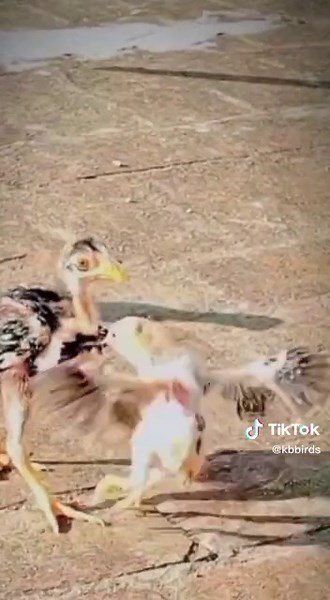 #aseel #chicks #fight #virl #aseellovers