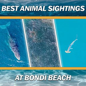 257K views · 7.2K reactions | The Most Amazing Animal Finds At Bondi Beach | Real Life Rescue | Facebook