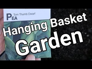Growing A Garden In Hanging Baskets | Planting Peas and Radishes In Hanging Baskets