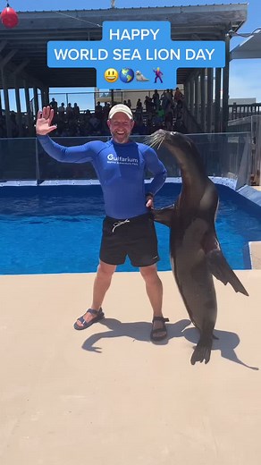 #happy #world #sealion #day #dance #fun #seadog #whiskers #beard #flippers #feet #dancechallenge #smoothmoves #slippery #spin #slide #groove #shakeit