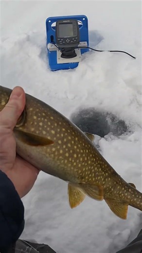 Brown-colored Lake Trout vs. 20" Hole on Winni! 🎣 🧊 ❄️