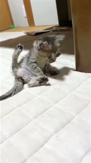 Leo is playing with her legs wide open for some reason. I've finally surpassed 300g, and his weight