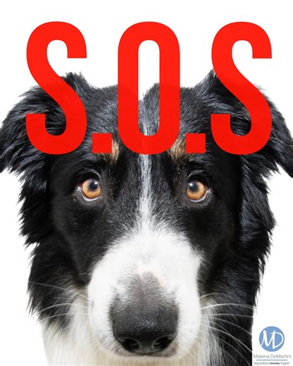 Recognizing the signs of separation anxiety is the first step toward helping your dog. It's about shifting perspective from "misbehavior" to 🆘 "distress signal." Your dog is communicating, albeit in a challenging way. We can help you learn their language. #FirstSteps #SeparationAnxietyDog #UnderstandingCommunication #DogSignals #SeparationAnxietySupport #PositiveReinforcement #CSAT #MissionPossible * * A Border Collie with black and white fur and a concerned expression looks directly at the cam