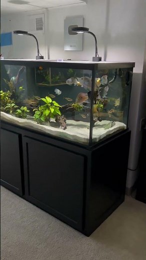 Fish Room Tour! (1,000 Gallons)