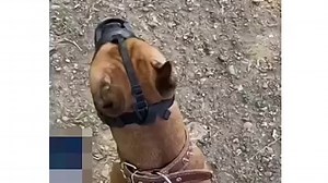 134A4DB3488D8B95FD51479DBAFE7ABA_video_dashinit