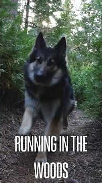 10 things to keep your dog BUSY!
