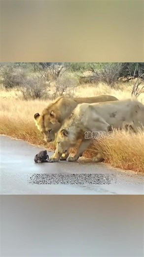 The lion caught the little wild dog | #lion #dog | #shorts