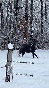 118K views · 1.4K reactions | A magical snowy morning ❄️✨ #horseplay #michiganwinter | Rise & Ride Ranch | Facebook