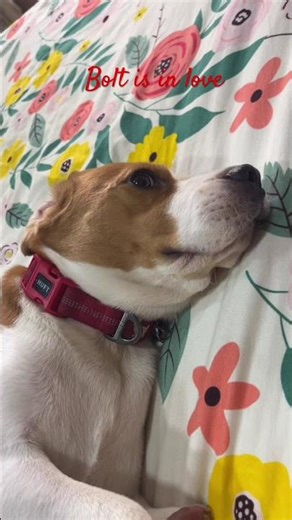 Bolt is in love… and yes, he’s smiling from his heart 🐶❤️